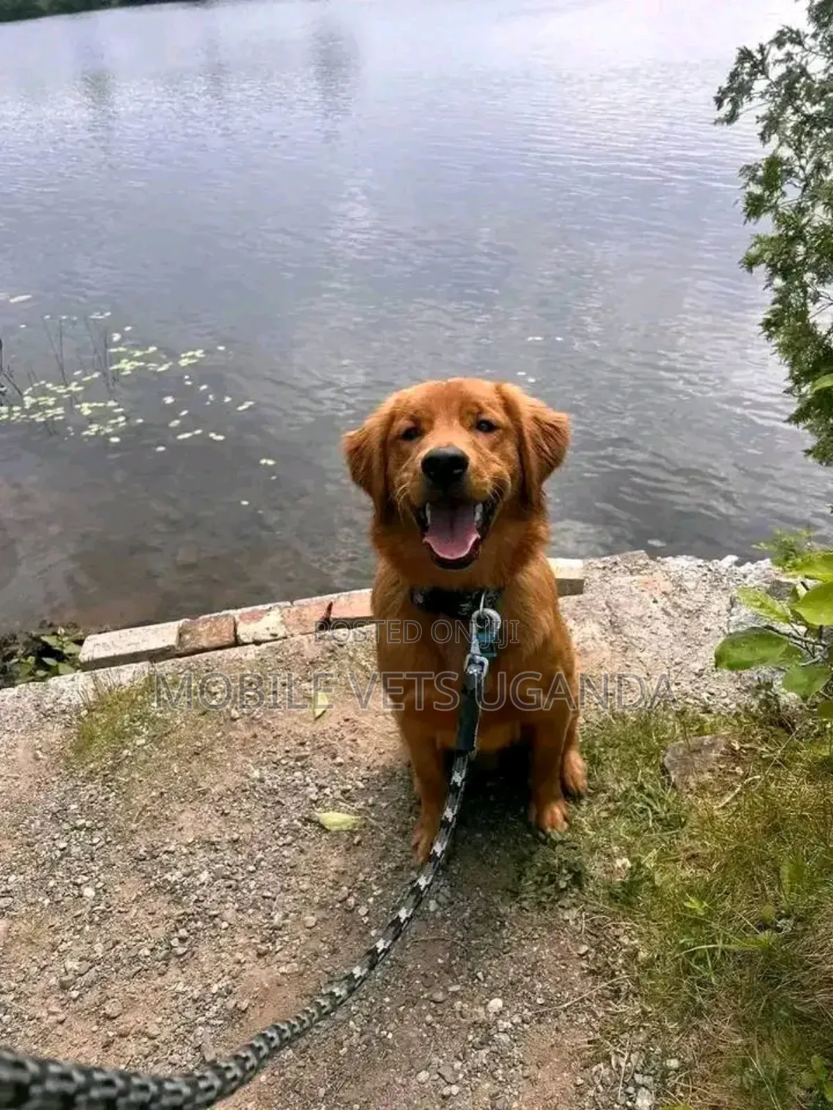 1-3 months Male Purebred Golden Retriever