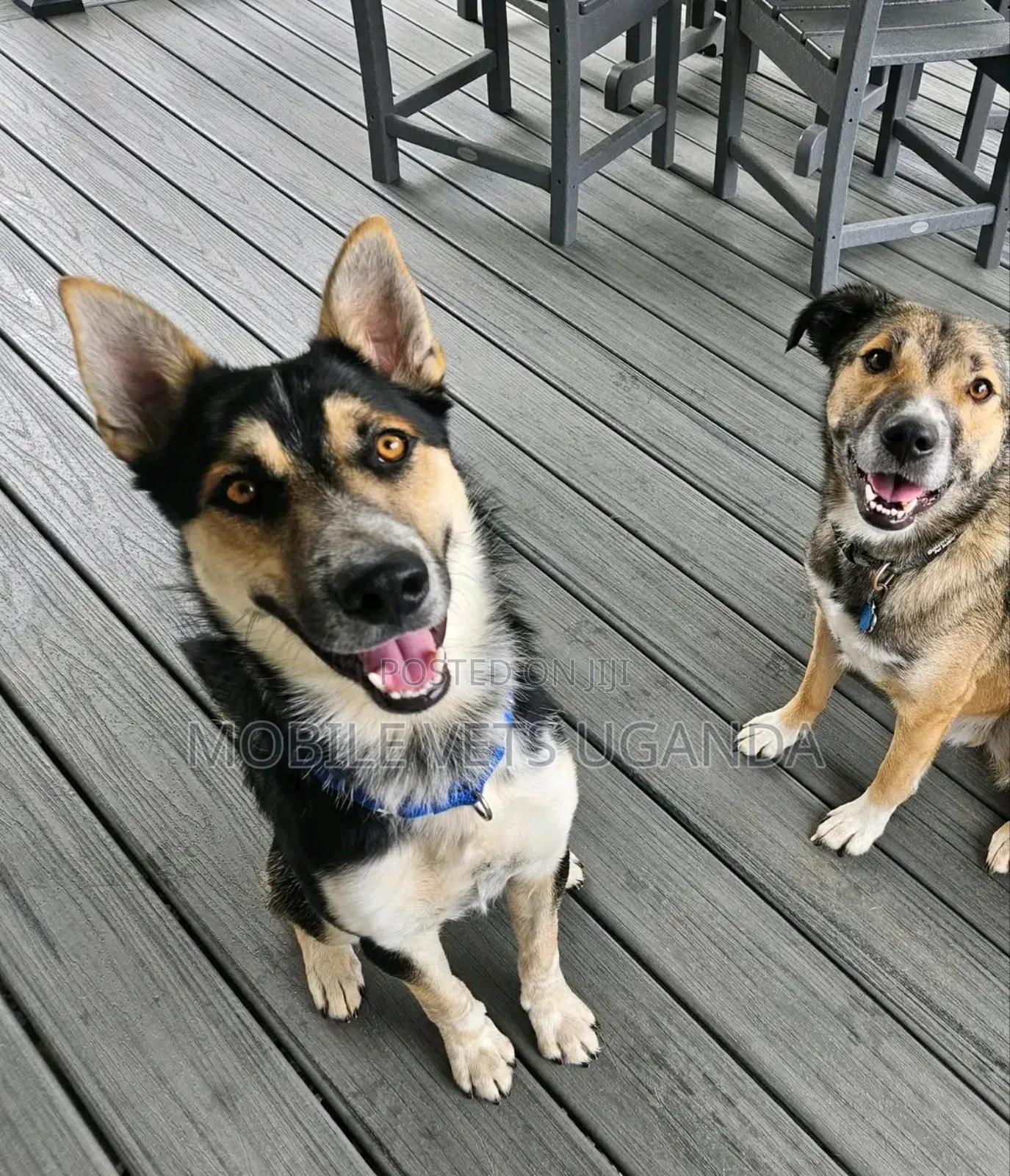 3-6 months Male Purebred German Shepherd