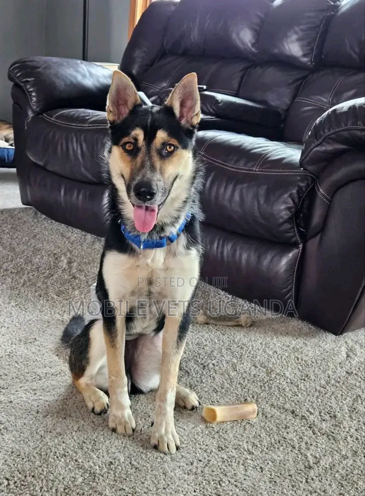 1-3 months Male Purebred German Shepherd