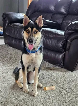 1-3 months Male Purebred German Shepherd