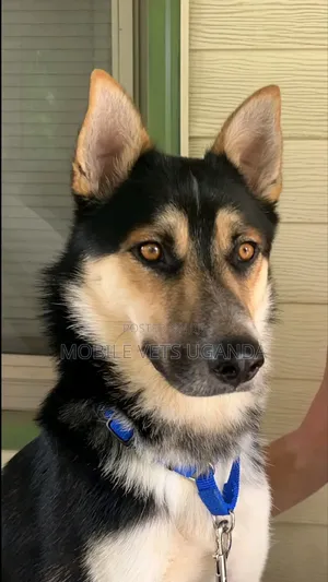 3-6 months Female Purebred German Shepherd
