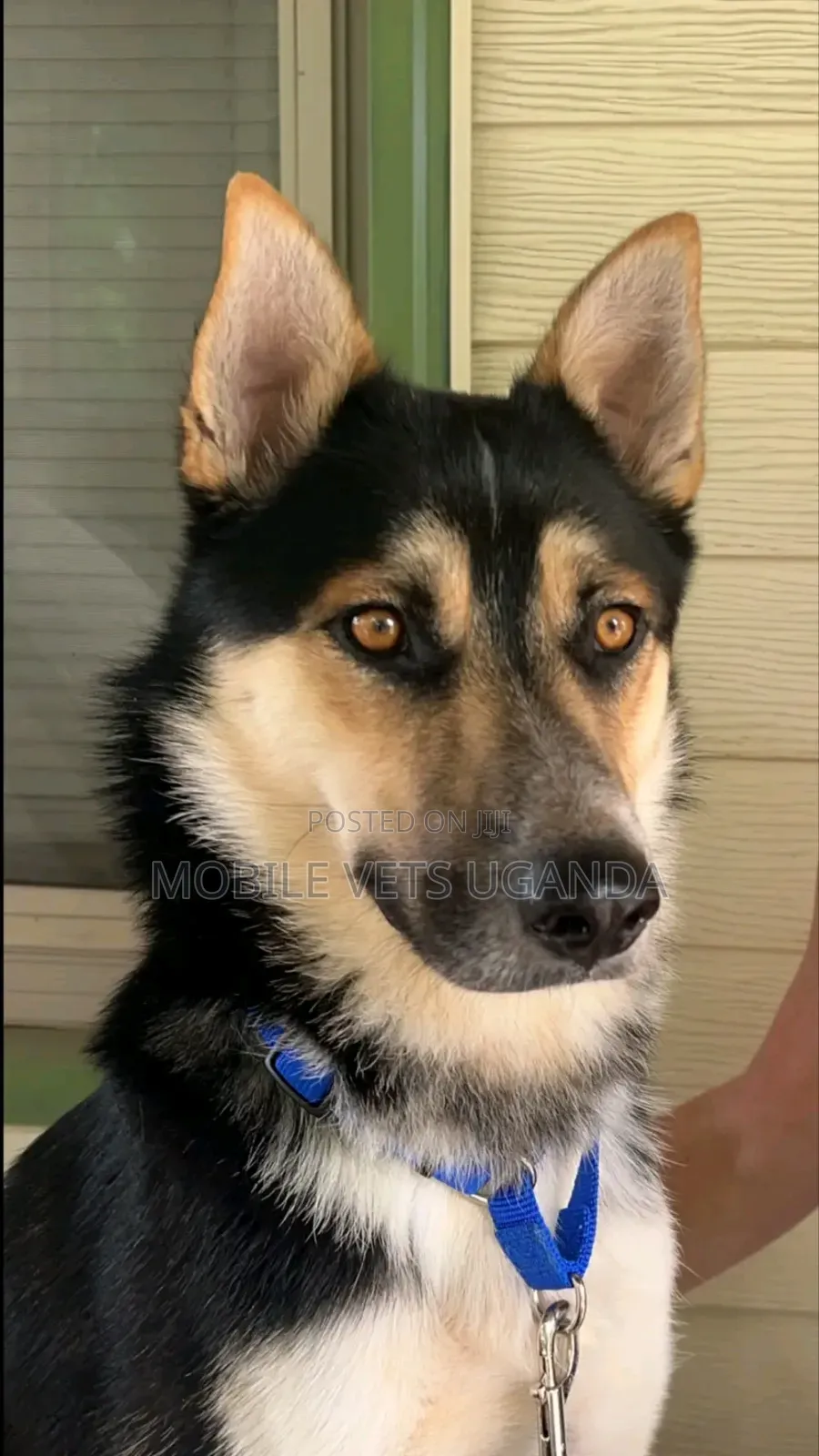 3-6 months Female Purebred German Shepherd