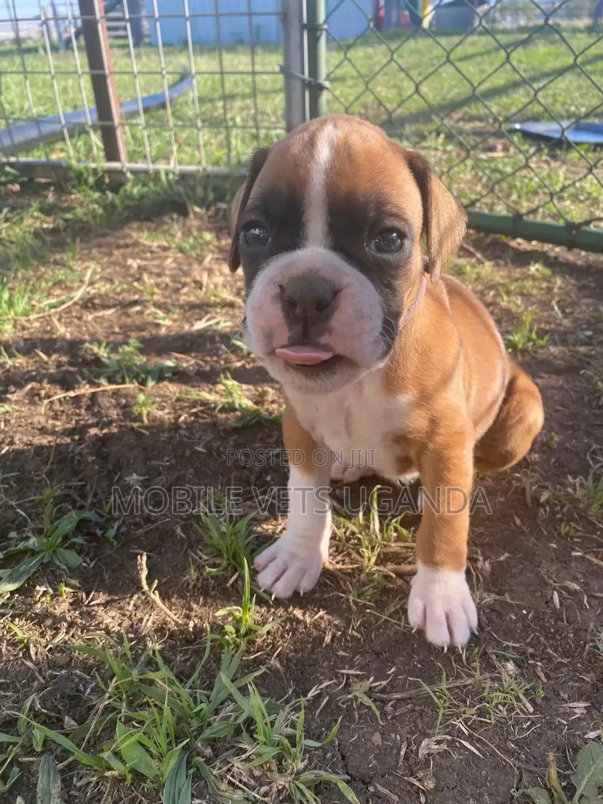 0-1 month Male Purebred Beagle