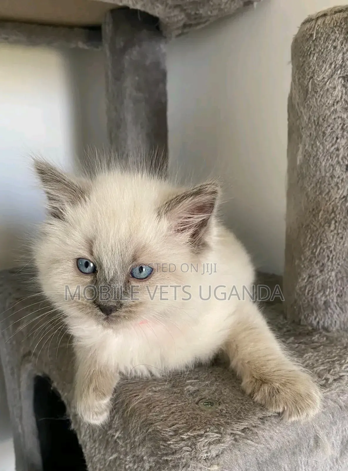 0-1 month Male Purebred Burmese