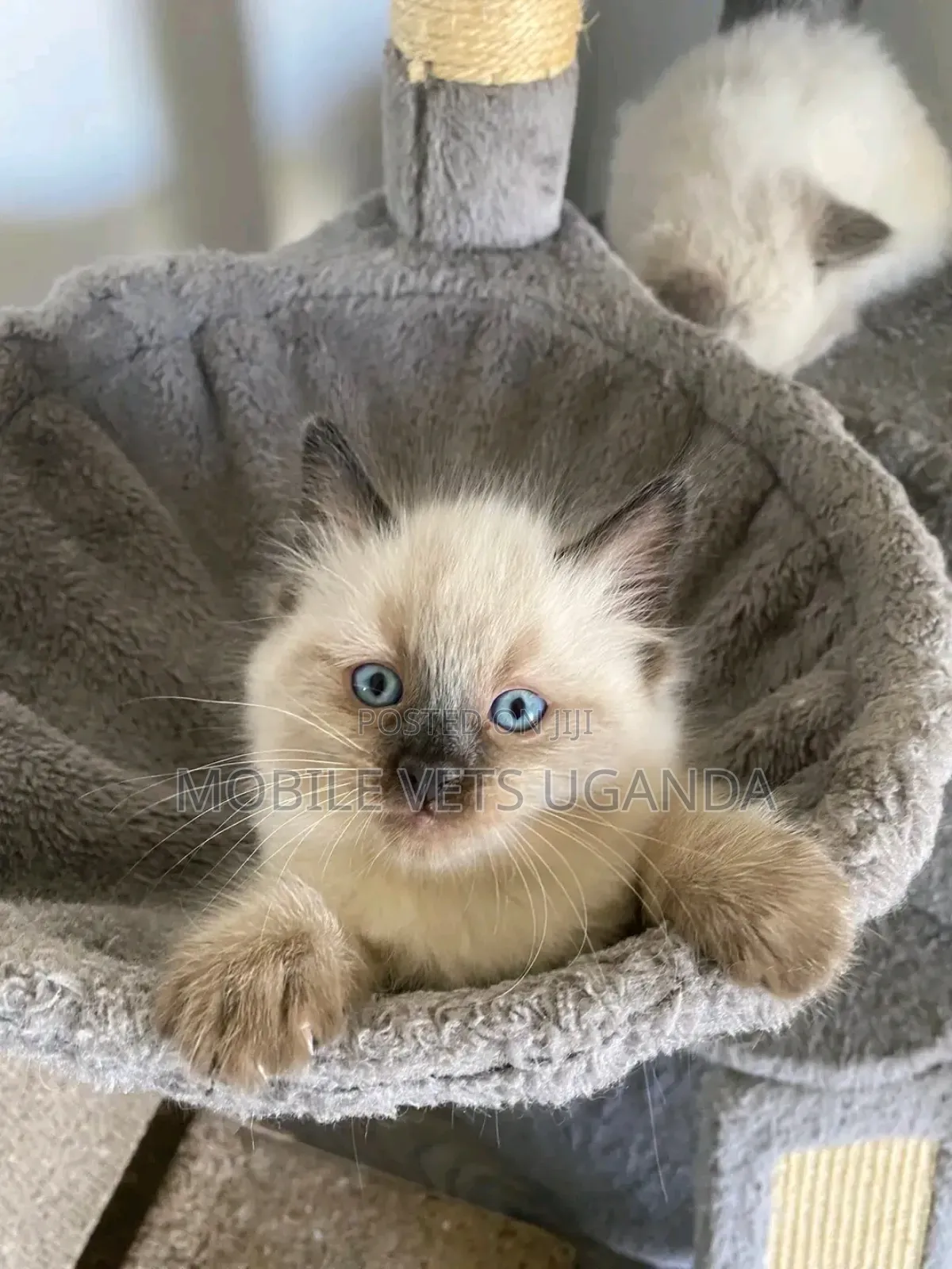 1-3 months Female Purebred Himalayan