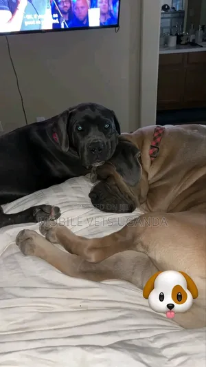 1+ year Male Purebred Cane Corso