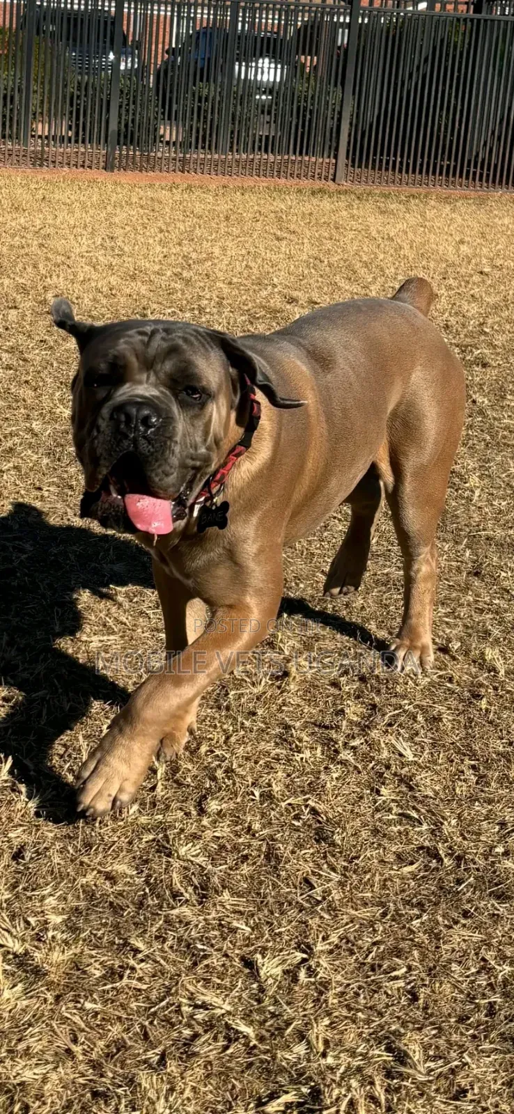 6-12 months Female Purebred Cane Corso