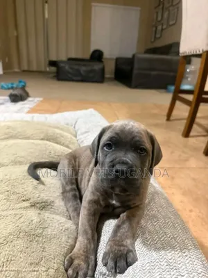 0-1 month Male Purebred Cane Corso
