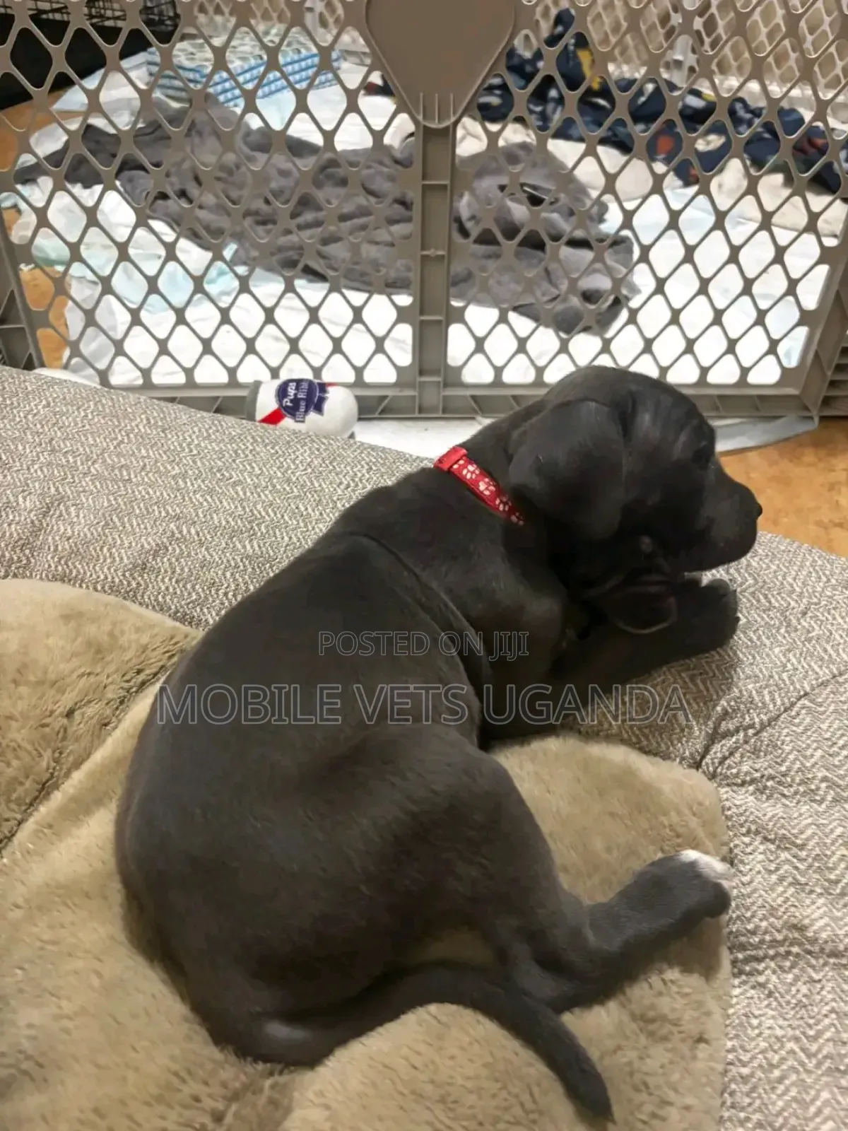 1-3 months Female Purebred Cane Corso