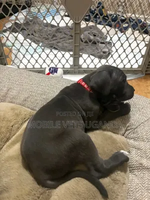 1-3 months Female Purebred Cane Corso