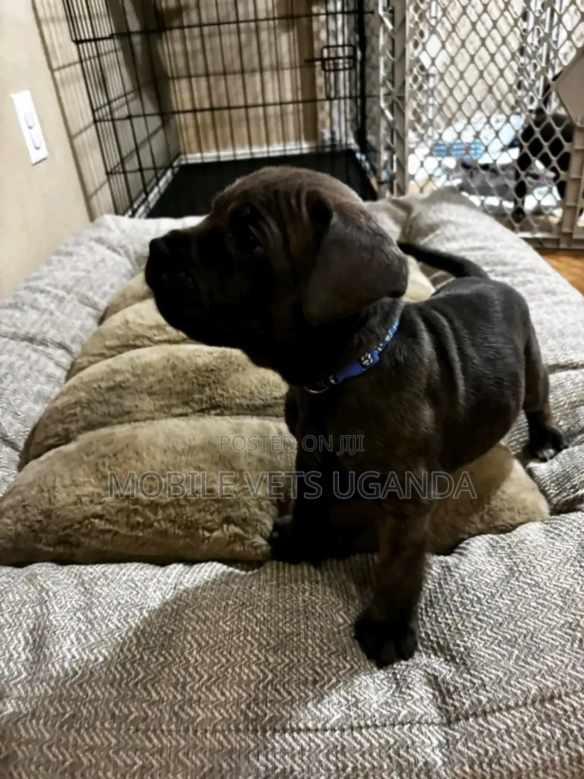 0-1 month Male Purebred Cane Corso