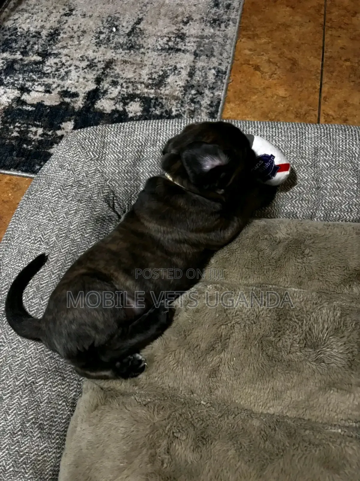 0-1 month Female Purebred Cane Corso