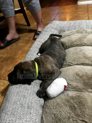 0-1 month Male Purebred Cane Corso