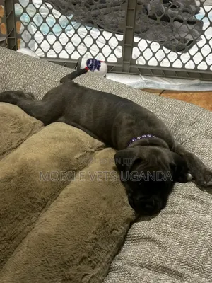 3-6 months Male Purebred Cane Corso
