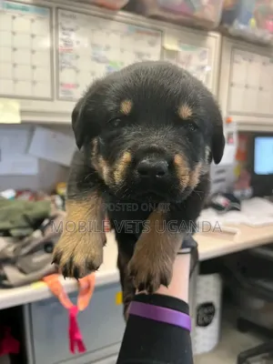 0-1 month Male Purebred Rottweiler