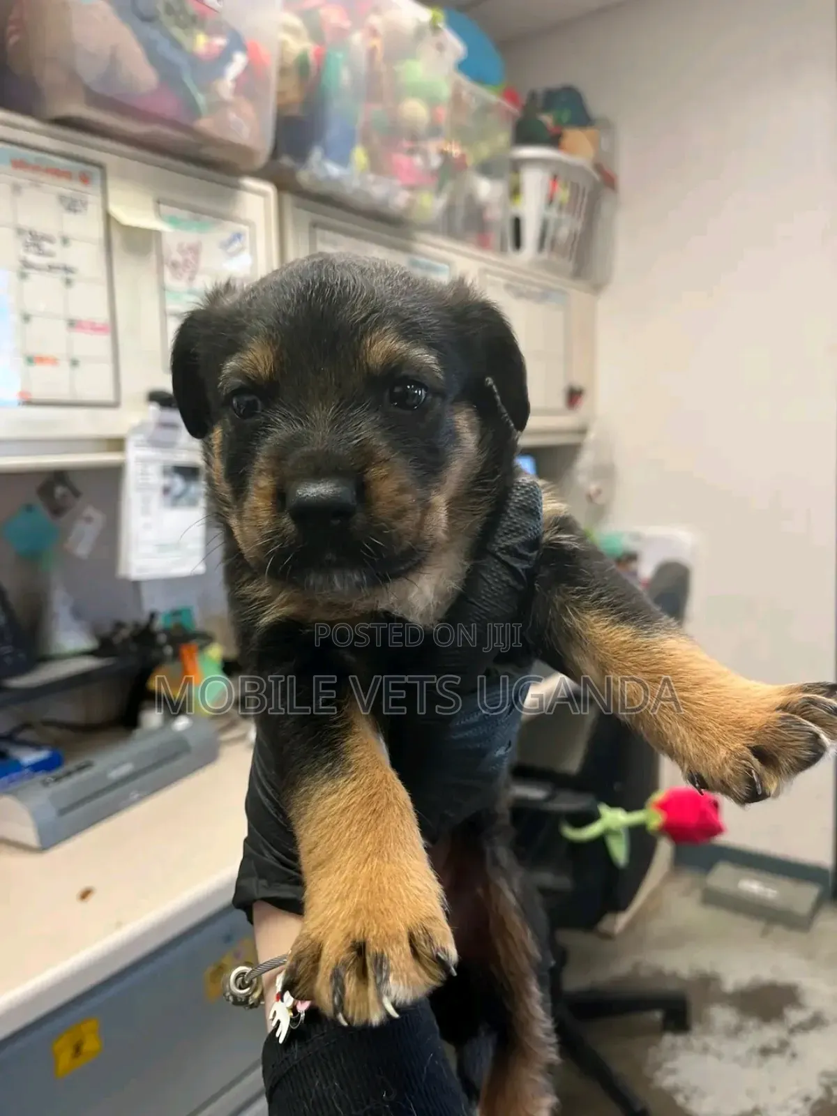 0-1 month Female Purebred Rottweiler
