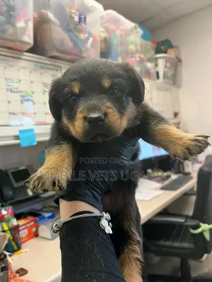 1-3 months Male Purebred Rottweiler