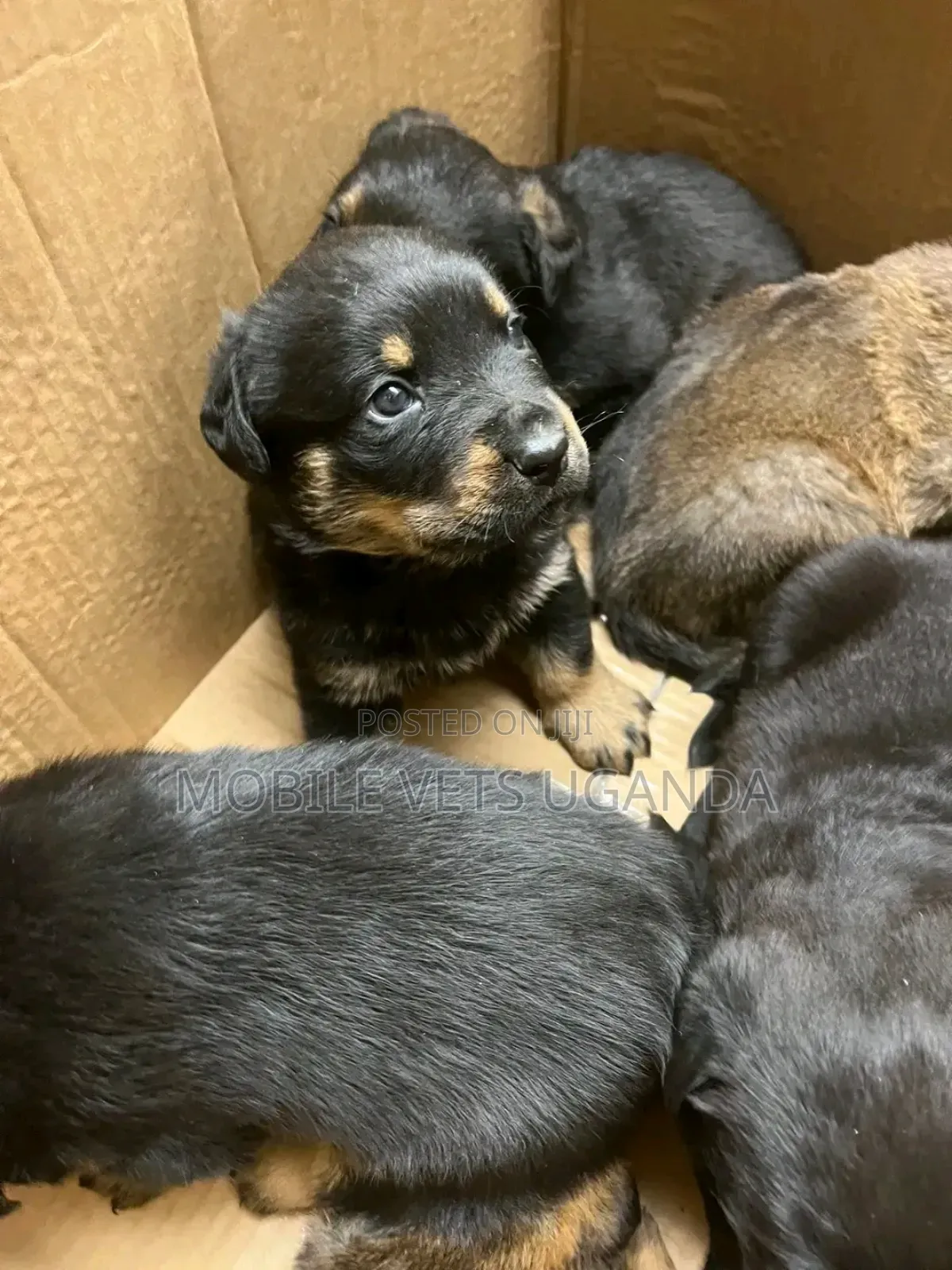 1-3 months Female Purebred Rottweiler