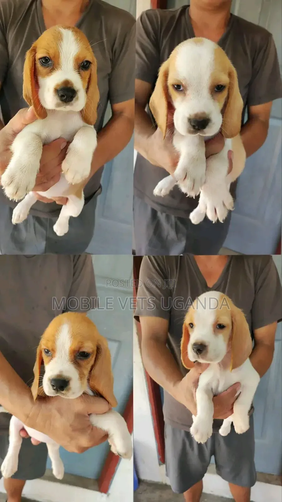 1-3 months Female Purebred Bracco Italiano