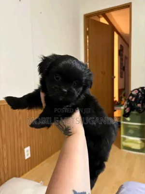 0-1 month Male Purebred Maltese
