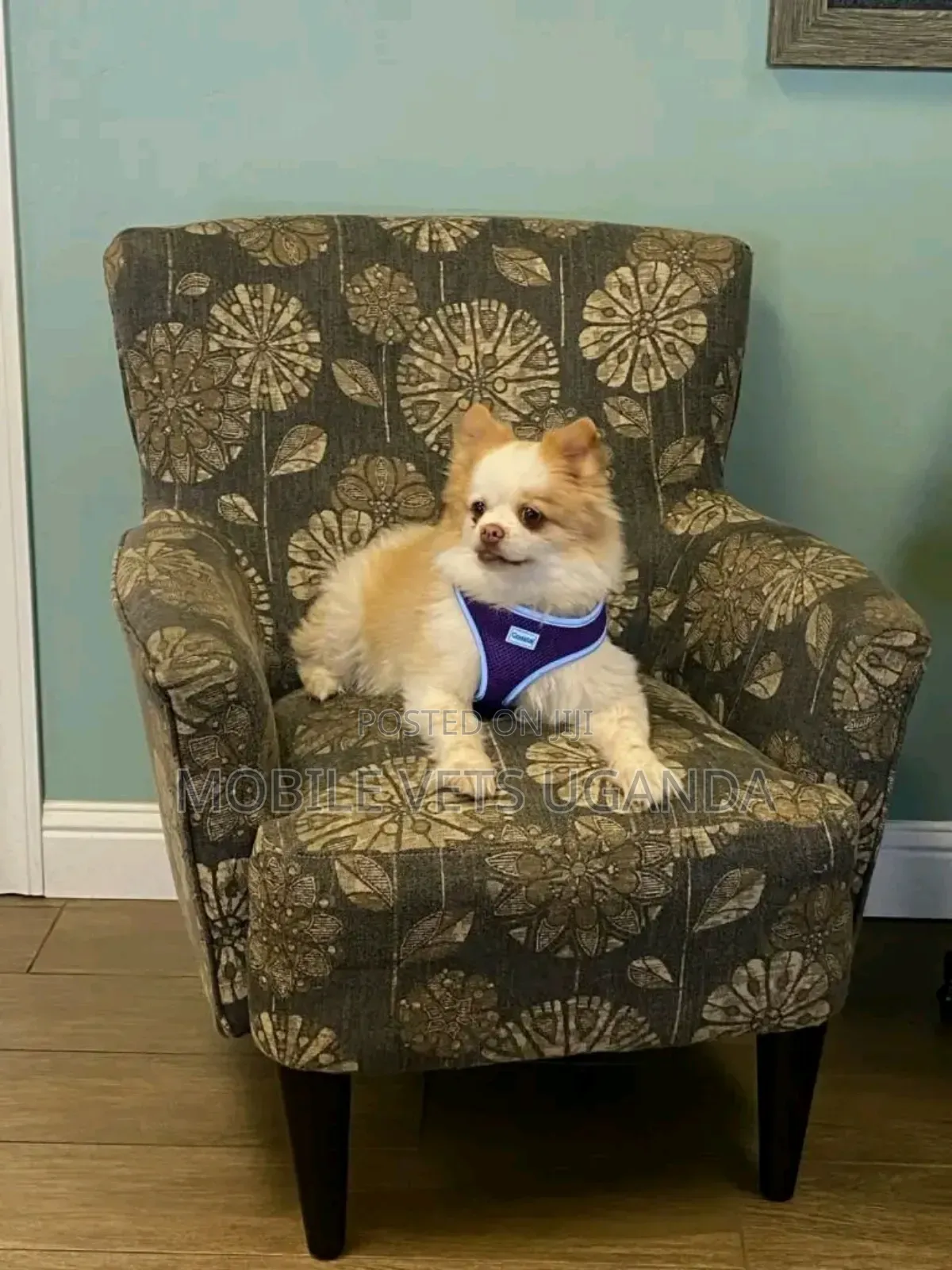 3-6 months Male Purebred Pomeranian