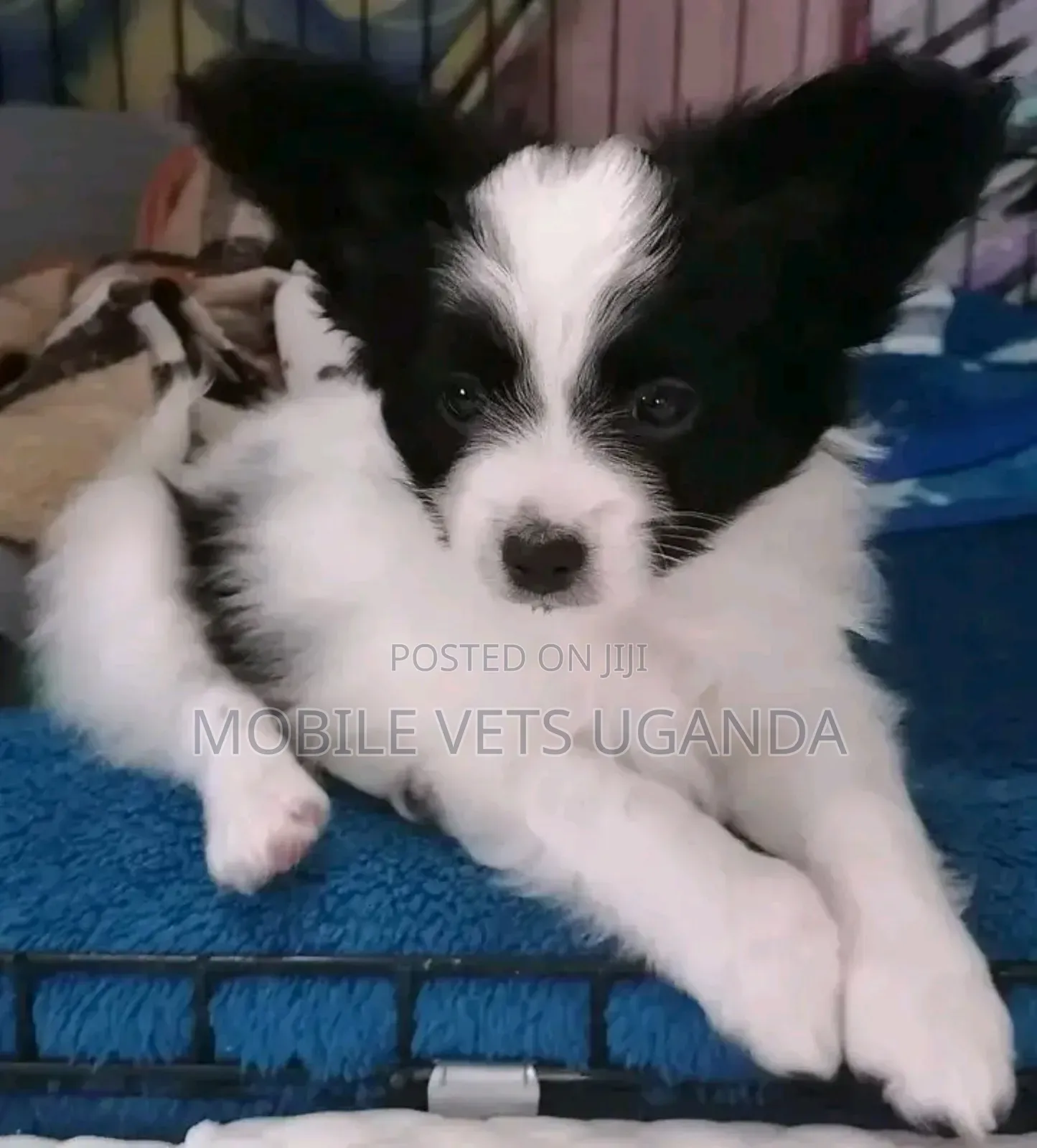 0-1 month Female Purebred Japanese Spitz