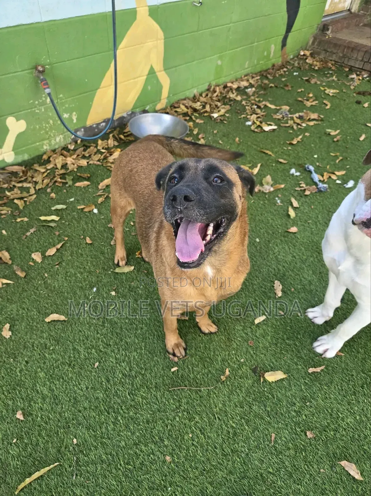 6-12 months Male Purebred German Shepherd