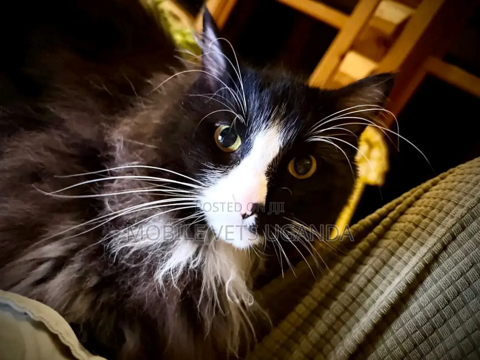 6-12 months Male Purebred Maine Coon