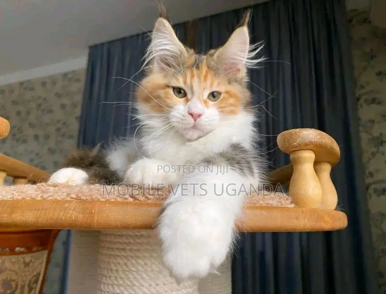3-6 months Male Purebred Maine Coon