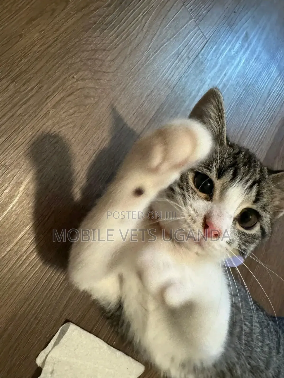 1-3 months Male Purebred Bombay
