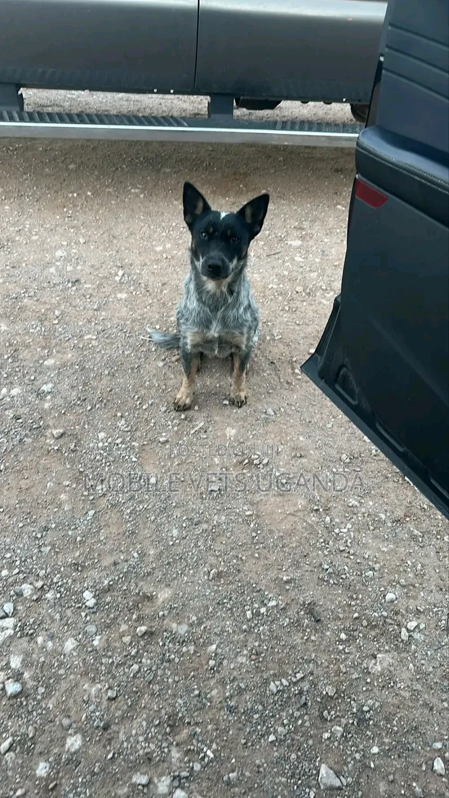 3-6 months Male Purebred Dutch Shepherd