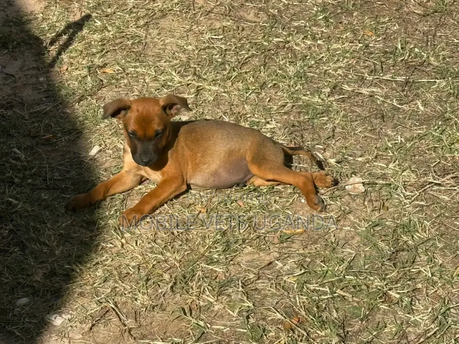 1-3 months Male Purebred Dutch Shepherd
