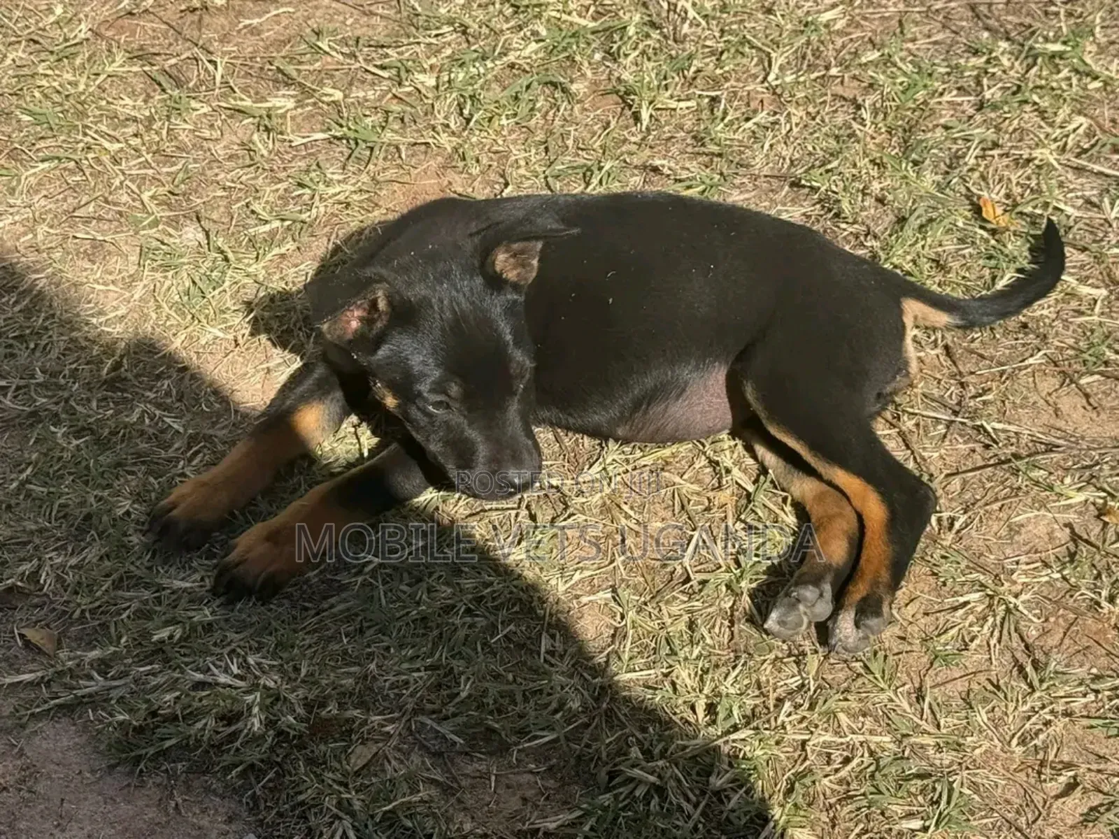 1-3 months Female Purebred German Shepherd