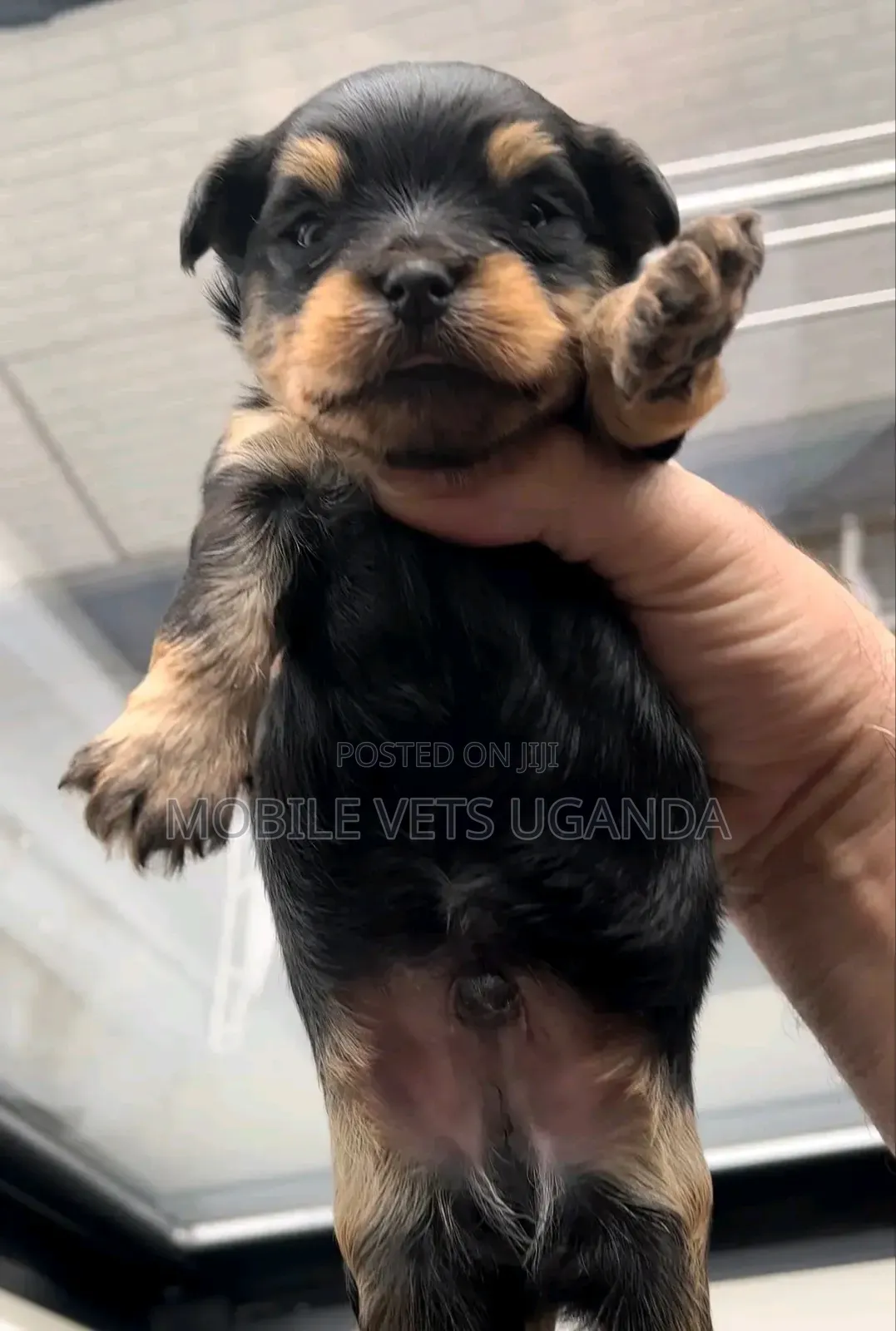 1-3 months Male Purebred Rottweiler