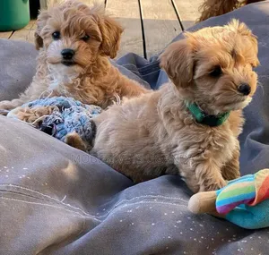 1-3 months Male Purebred Maltese