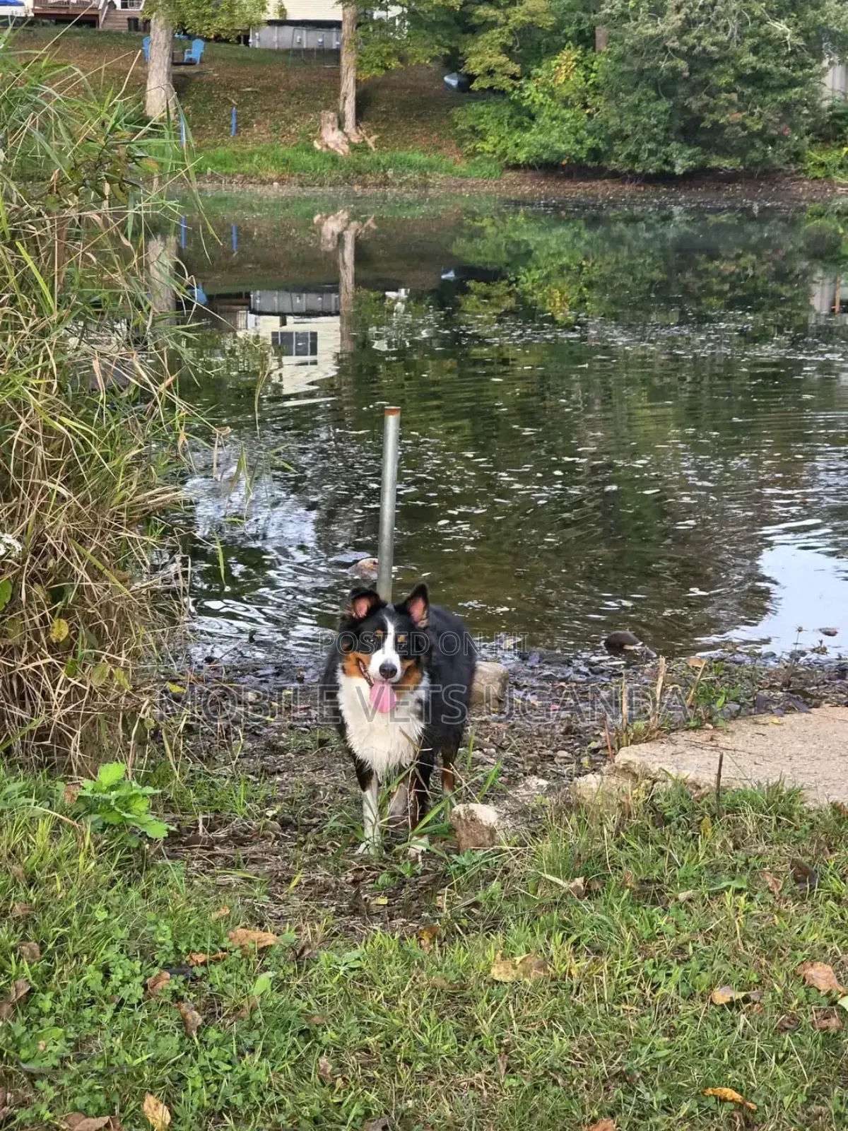 6-12 months Male Purebred Border Collie