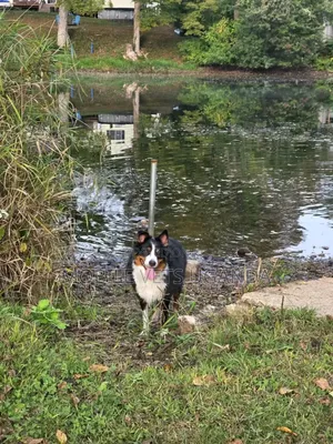 6-12 months Male Purebred Border Collie