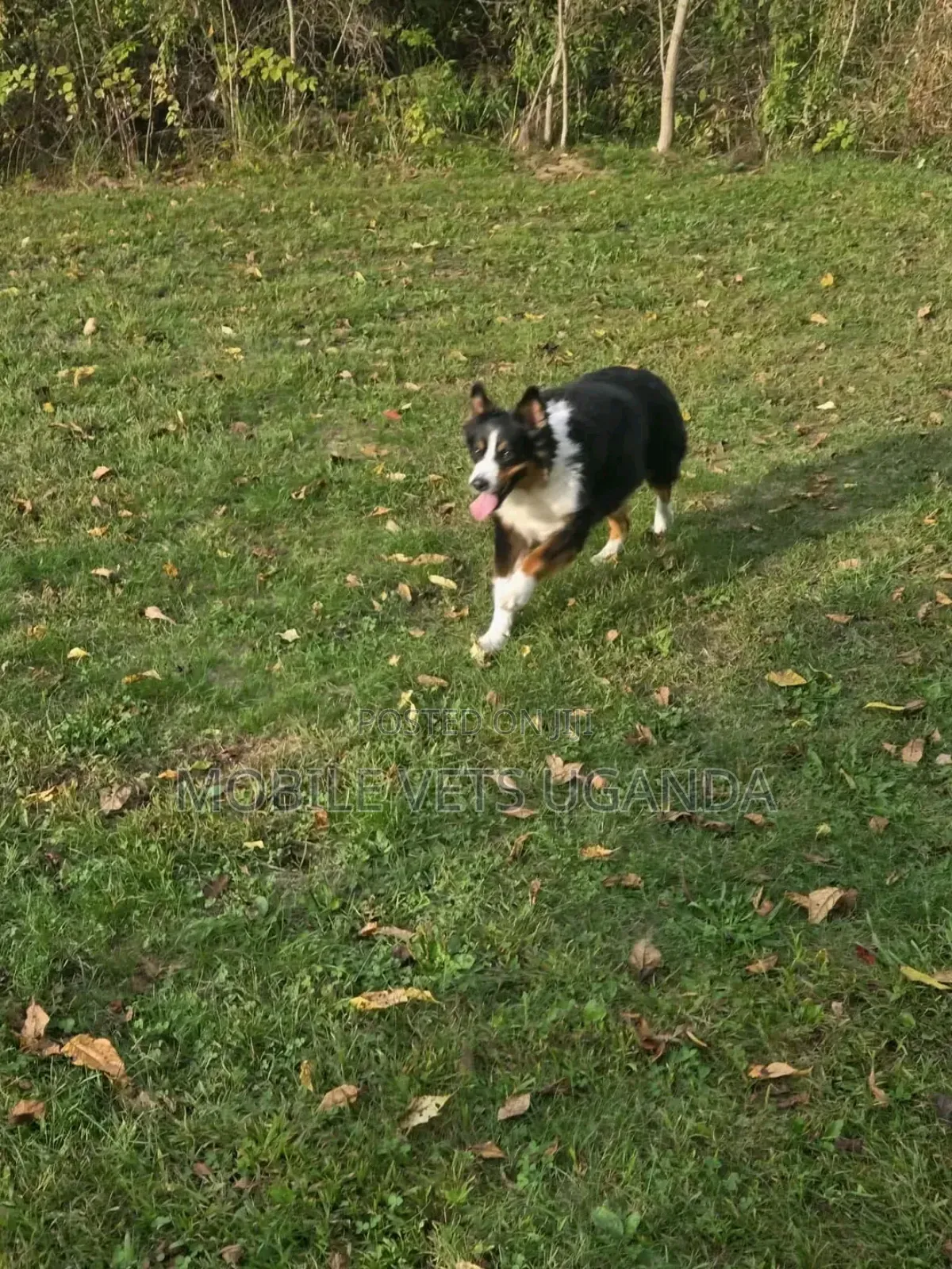 6-12 months Female Purebred Border Collie