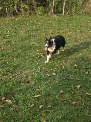 6-12 months Female Purebred Border Collie