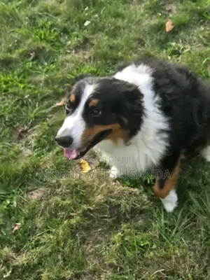 1-3 months Male Purebred Border Collie