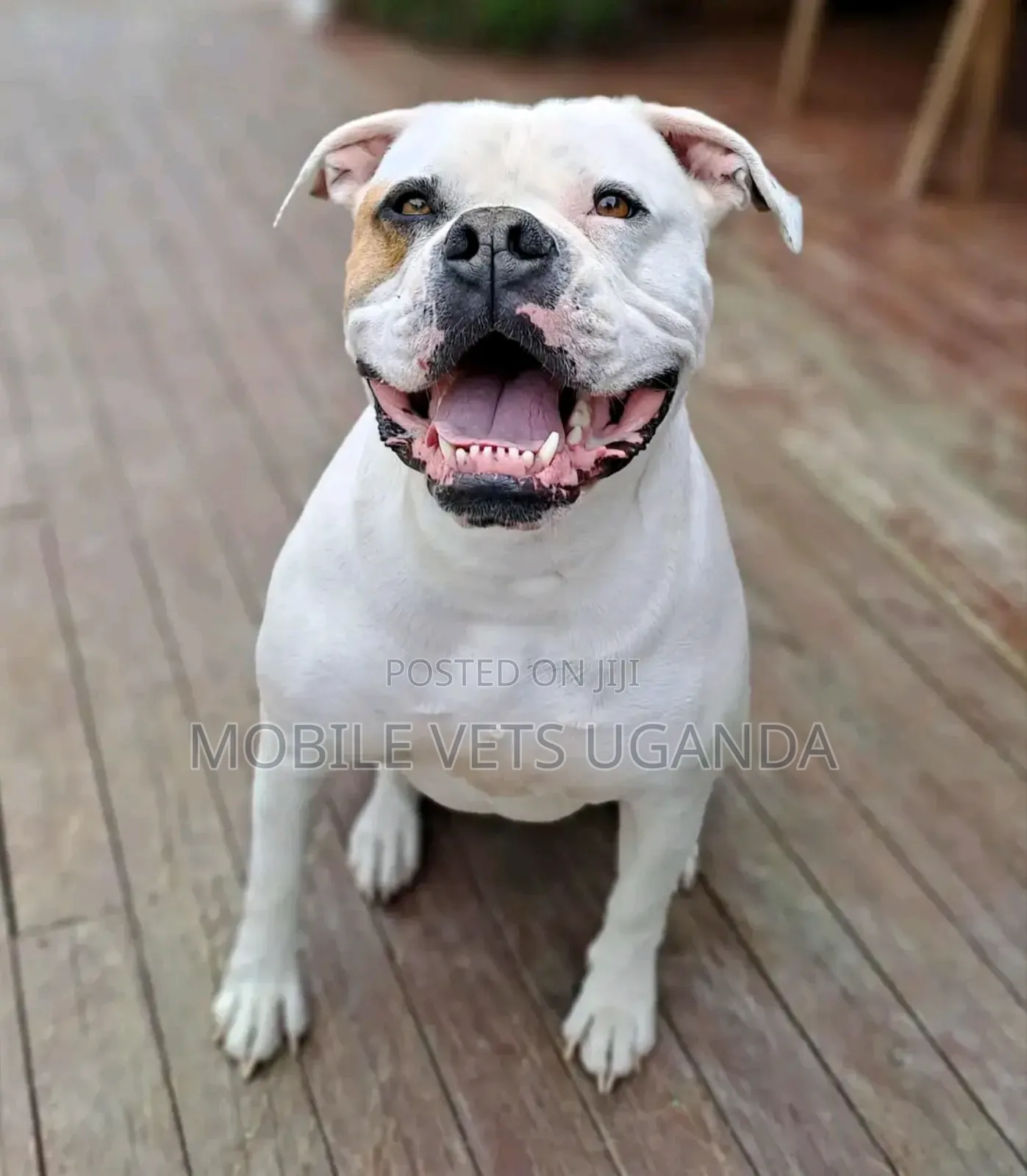 3-6 months Male Purebred American Pit Bull Terrier