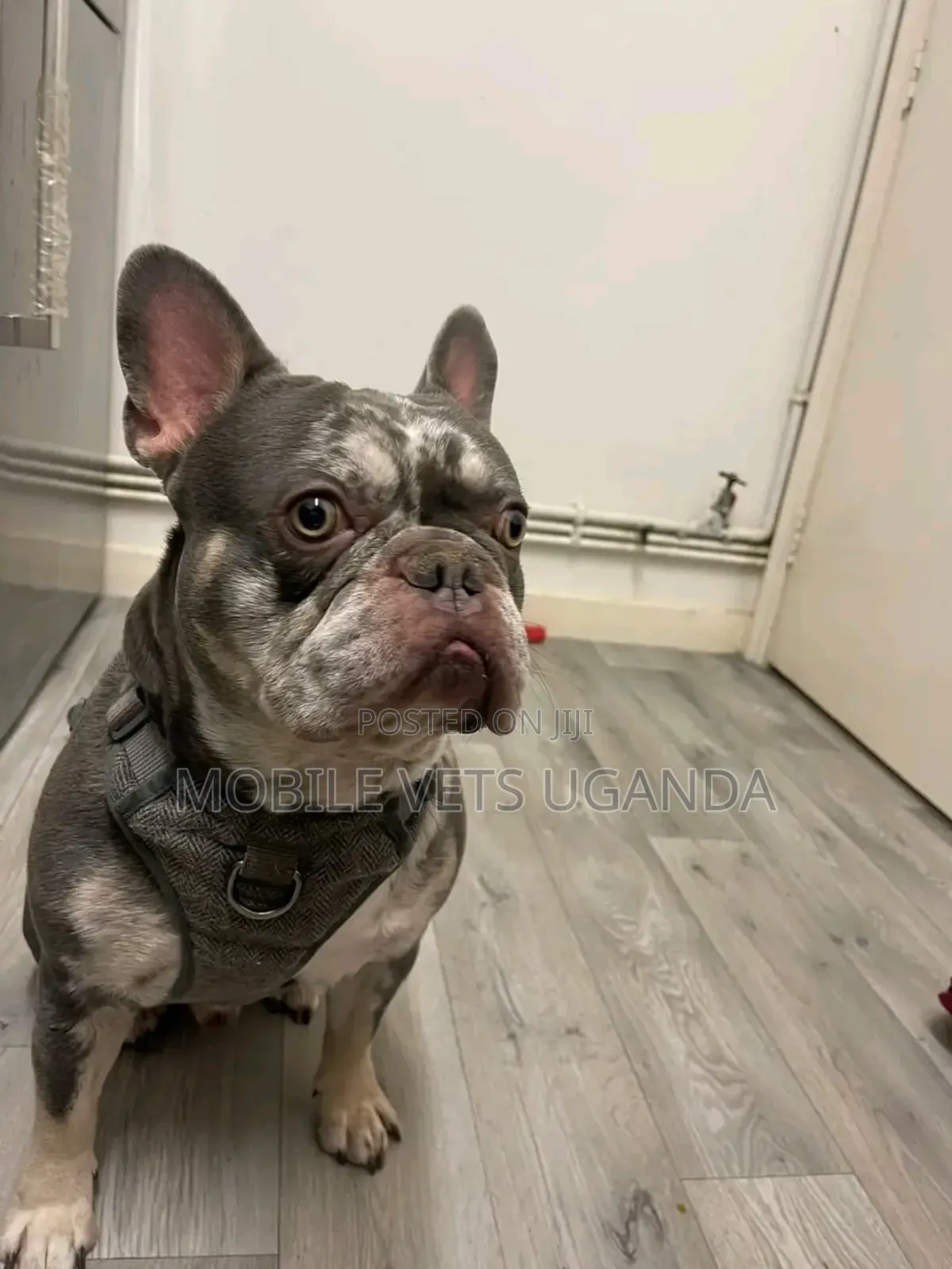 1-3 months Male Purebred French Bulldog