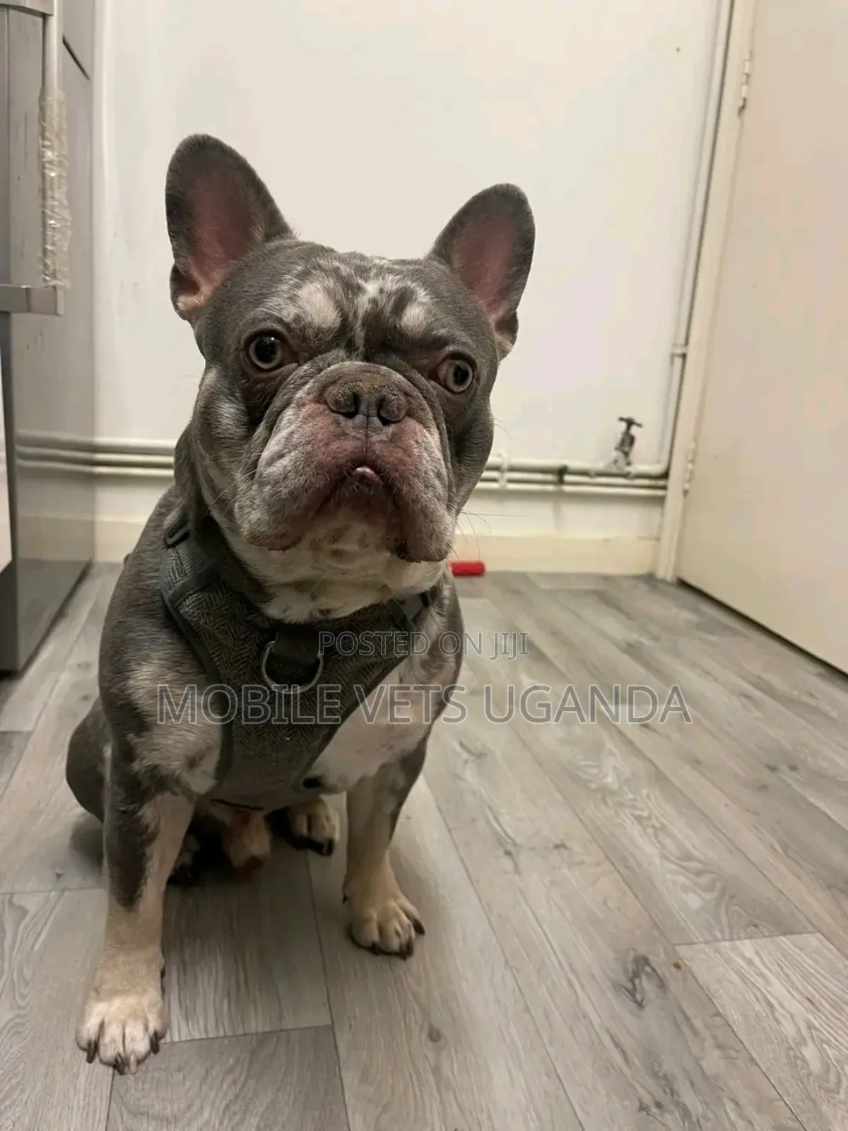 3-6 months Male Purebred French Bulldog