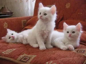 1-3 months Female Purebred Ocicat