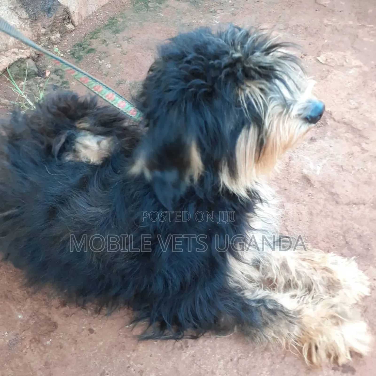 6-12 months Male Purebred Maltese