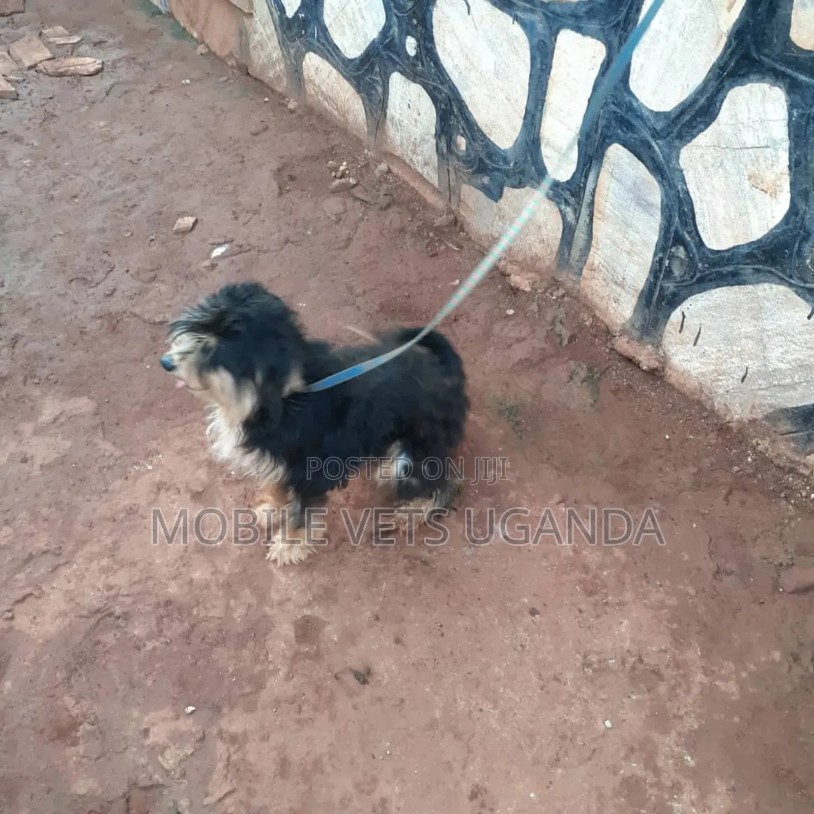 3-6 months Female Purebred Maltese