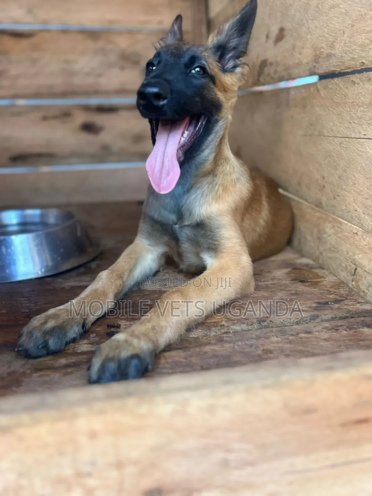 1-3 months Male Purebred Belgian Malinois