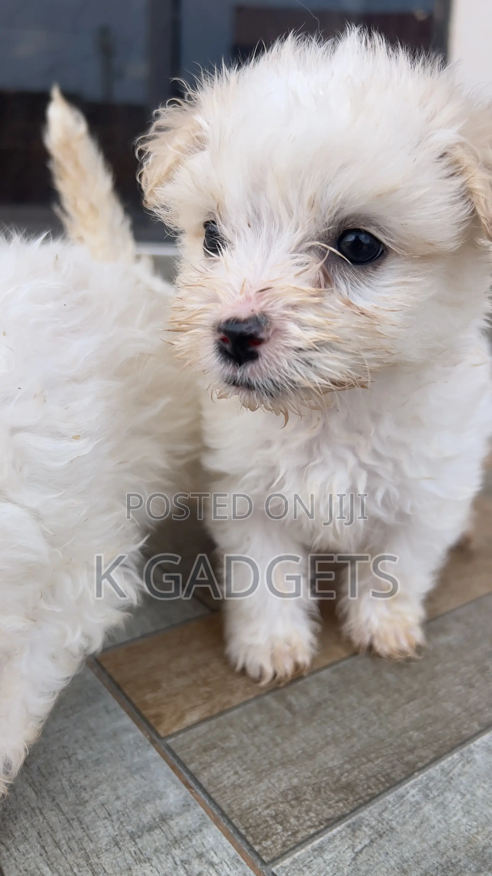 1-3 months Female Purebred Maltese