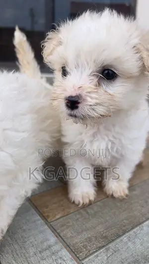 1-3 months Female Purebred Maltese