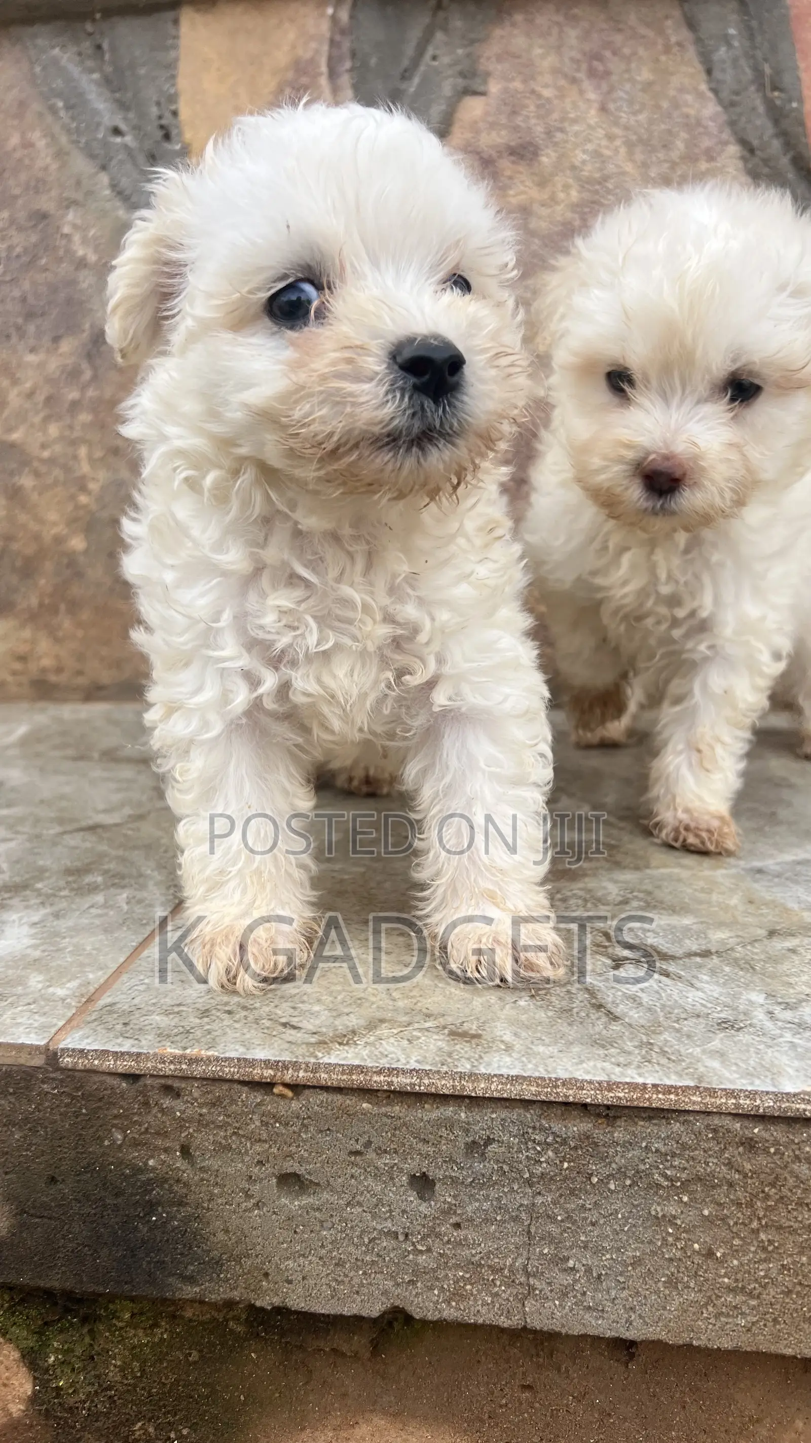 1-3 months Female Purebred Maltese